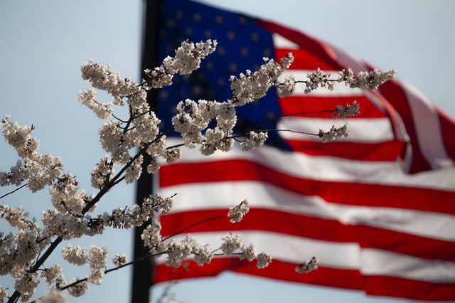 American flag in the background with a flowered branch in the foreground